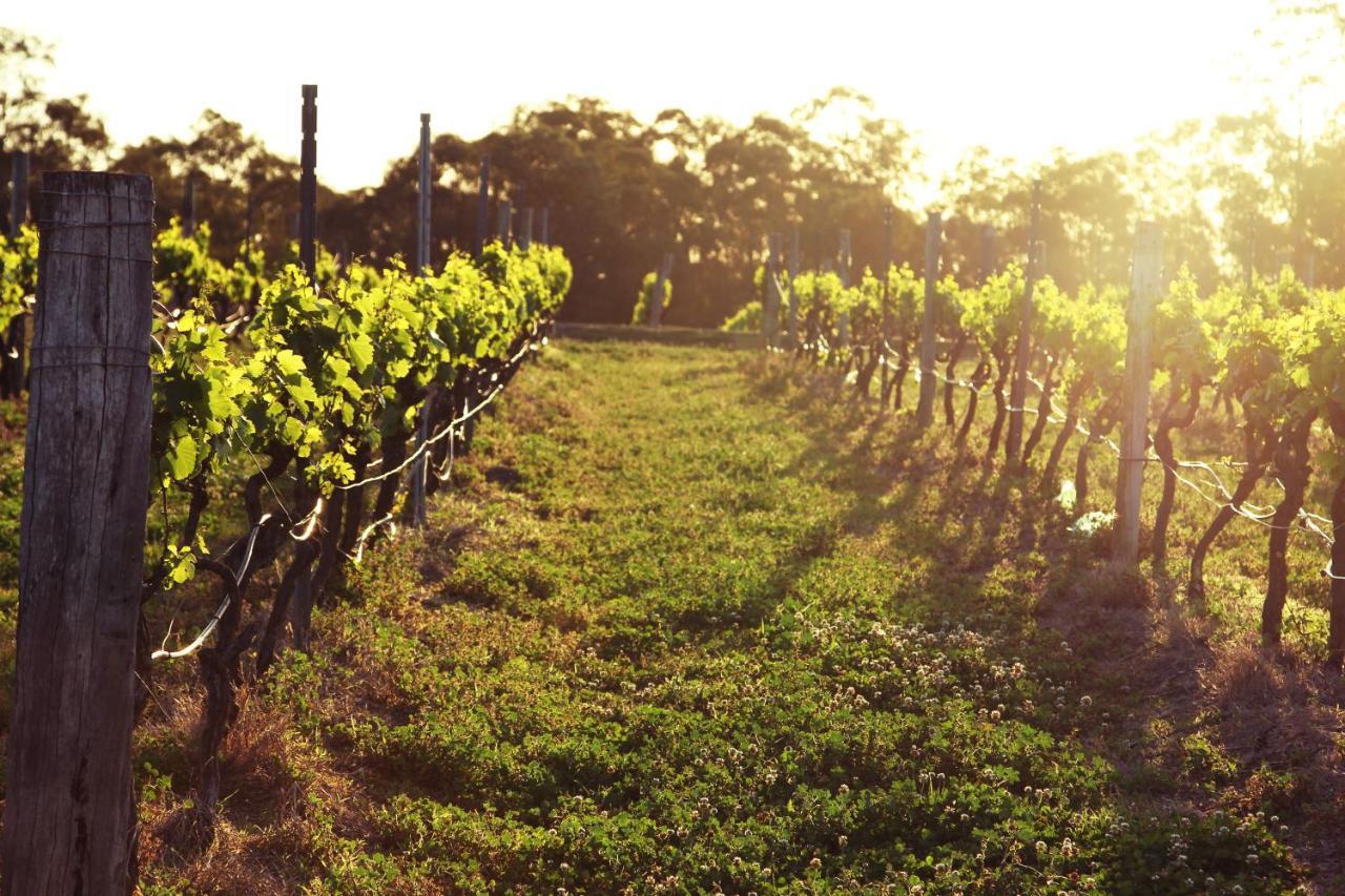 Blueberry Hill Vineyard Stay Rothbury 외부 사진